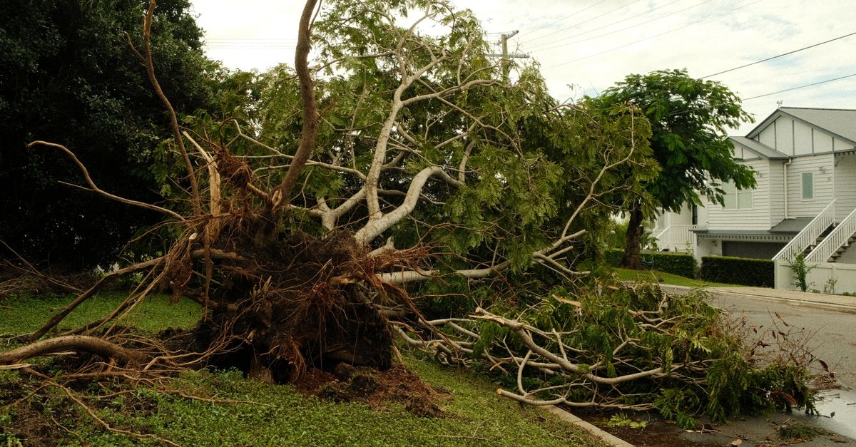 Basic First Aid Skills Every Tree Trimmer Should Master