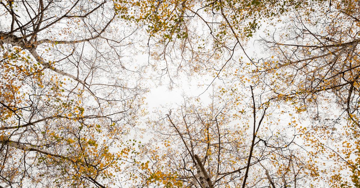 Best Practices for Identifying Deadwood in Trees