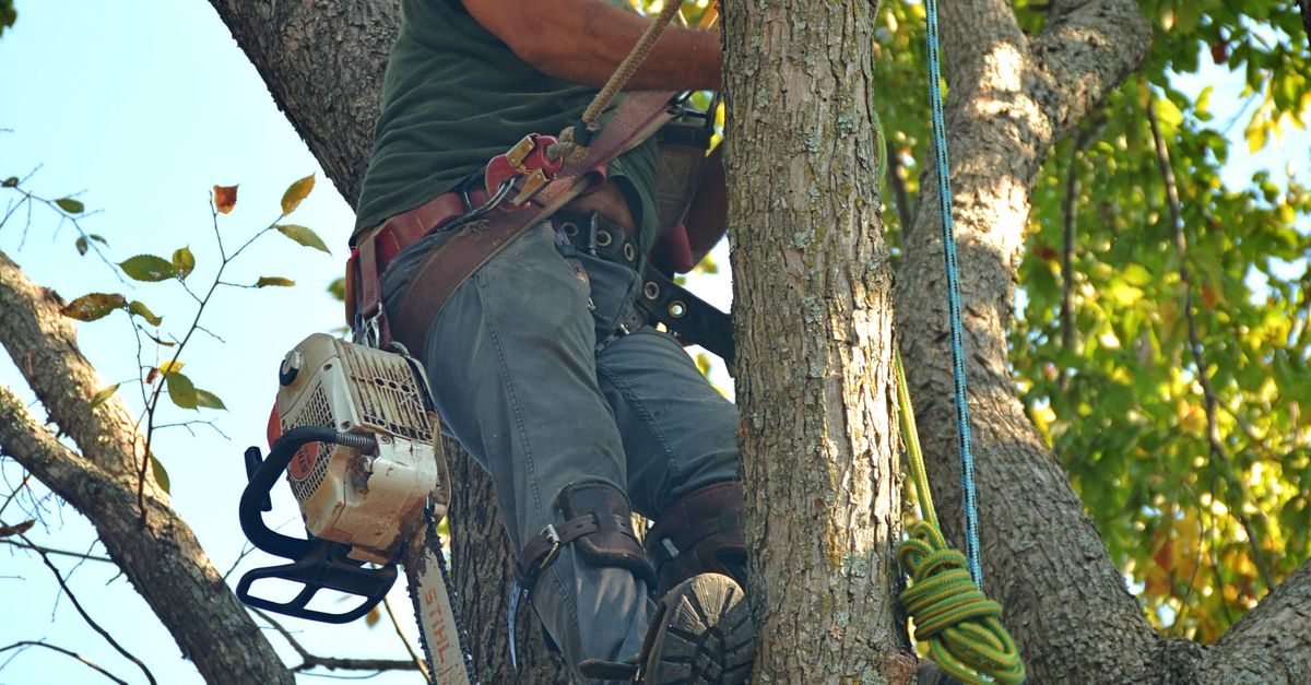 Best Practices for Topping Trees to Minimise Damage