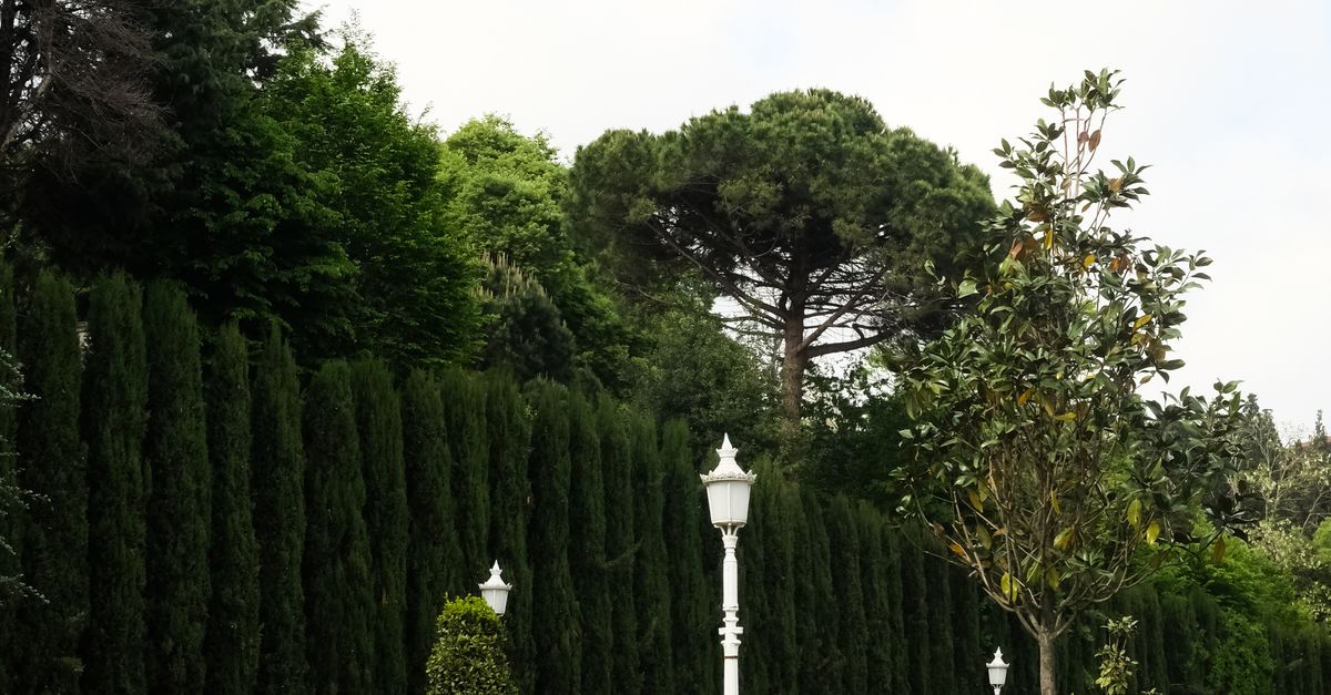 Choosing the Right Safety Helmet for Tree Trimming in Melbourne