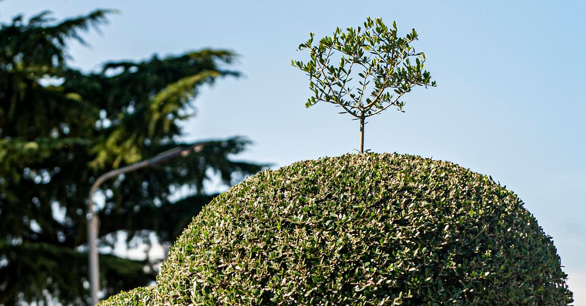Common Mistakes in Tree Thinning and How to Avoid Them