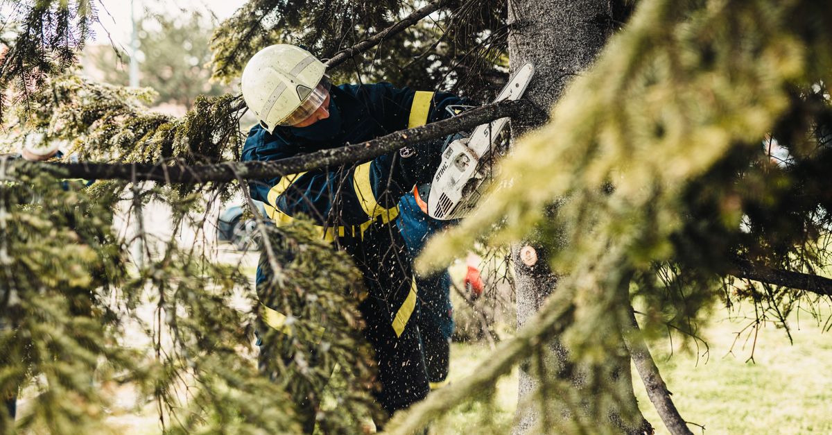 Common Mistakes to Avoid When Topping Trees in Melbourne