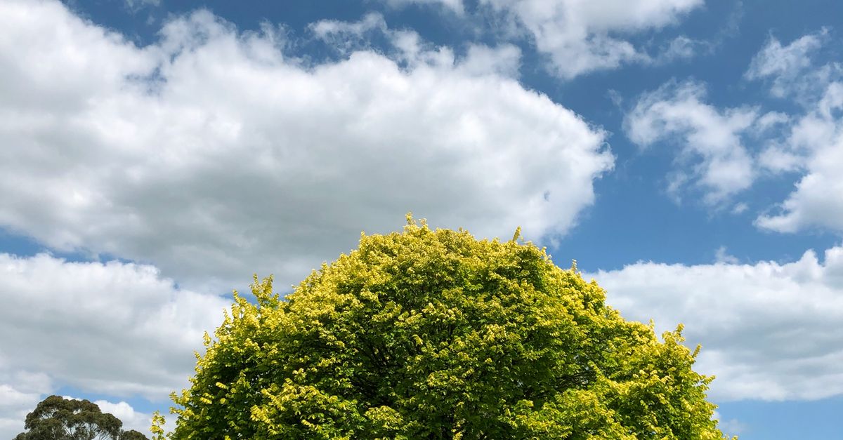 Encouraging New Growth Through Proper Pruning Techniques
