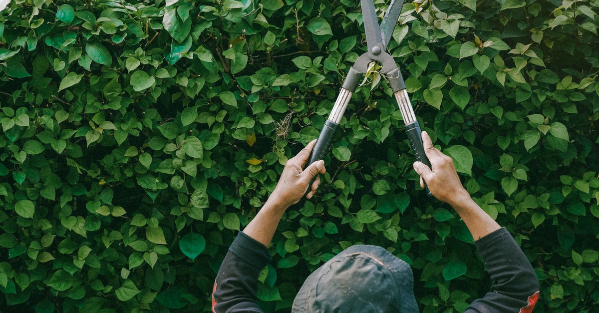 Essential Items for Safe Tree Trimming Practices
