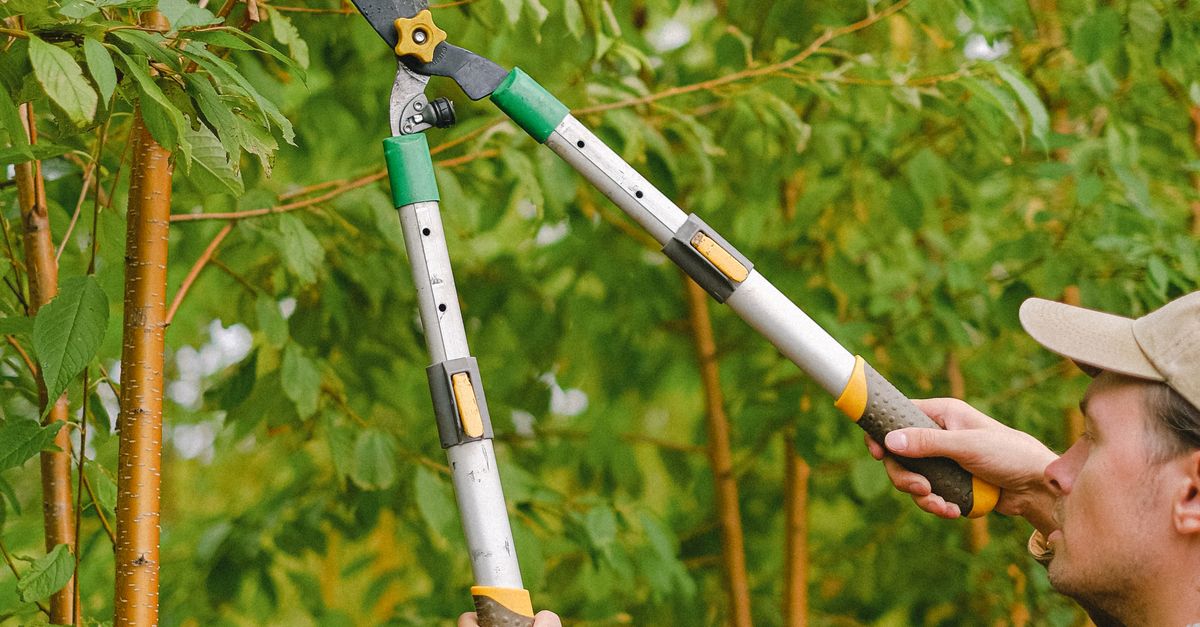Establishing Emergency Contacts for Tree Care Services