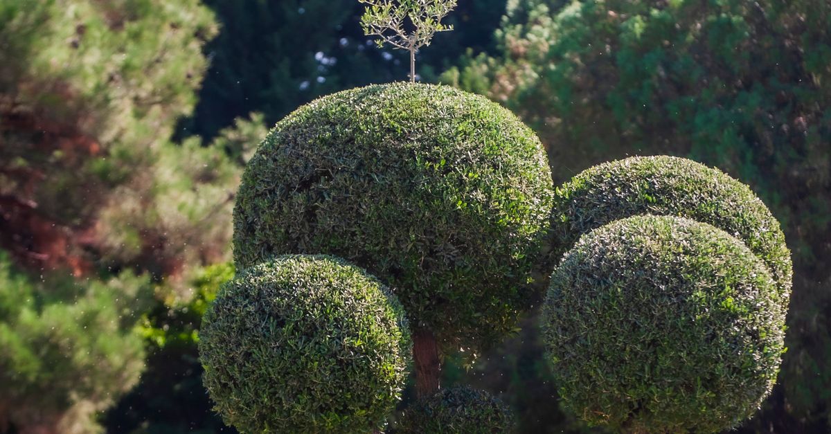 First Aid Kits: Must-Have Items for Tree Trimming Activities