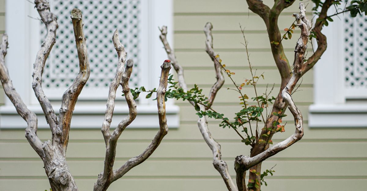 Footwear Essentials for Safe Tree Trimming in Melbourne