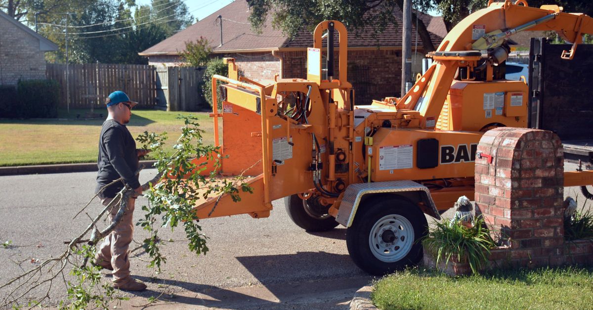 How to Conduct a Risk Assessment Before Tree Trimming
