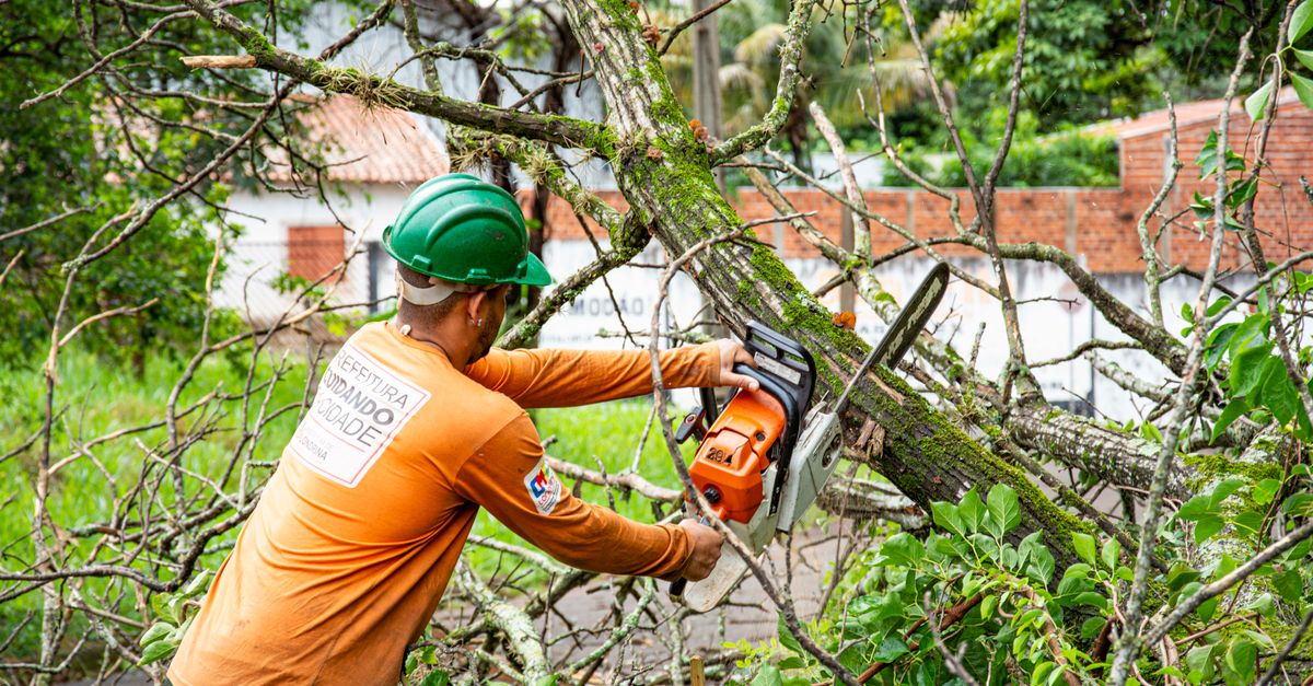 How Topping Affects Tree Health and Longevity