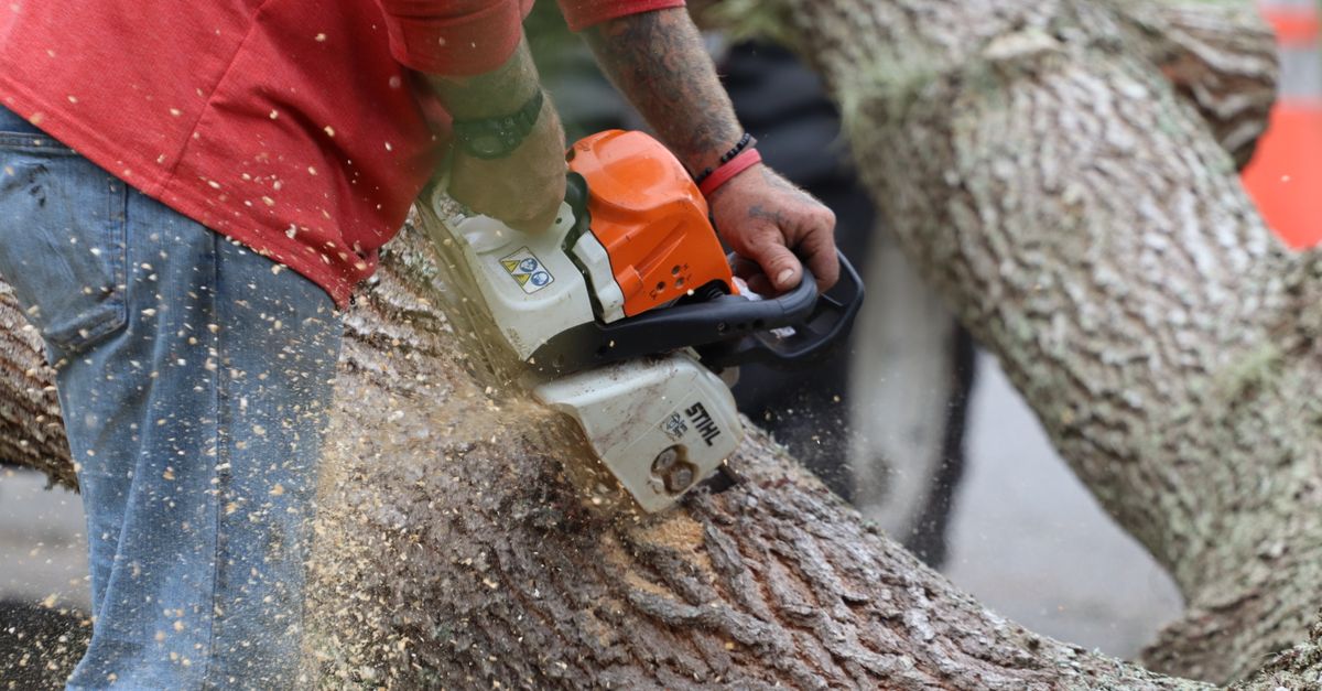 Importance of First Aid Training for Tree Maintenance Professionals