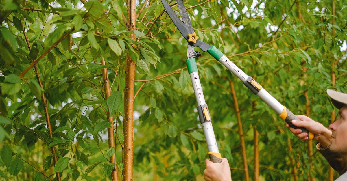 Regulations and Guidelines for Topping Trees in Victoria