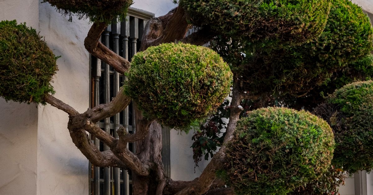 Selecting the Right Respirator for Tree Climbing Environments
