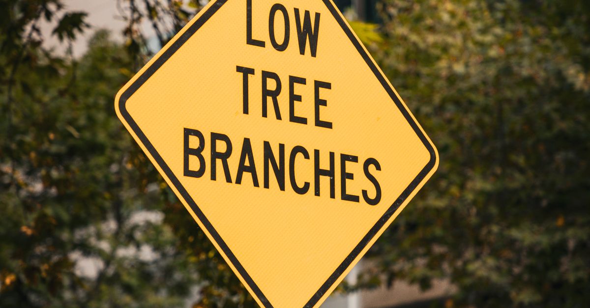 Step-by-Step Guide to Crown Reduction Techniques for Homeowners