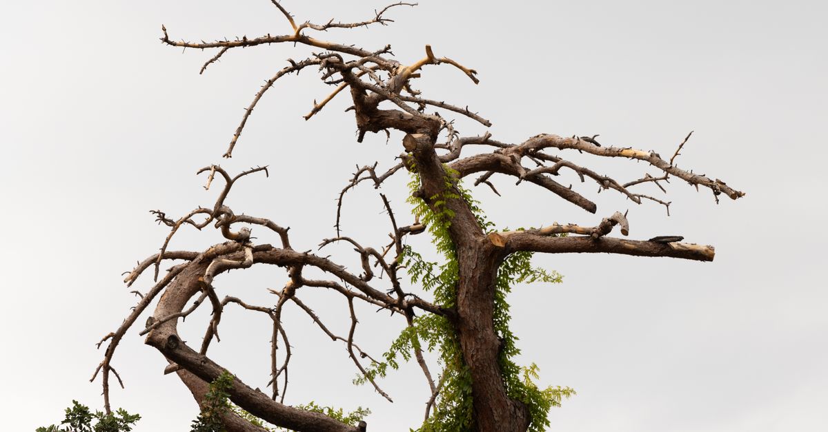The Importance of Chainsaw Size and Weight for Tree Trimming Tasks