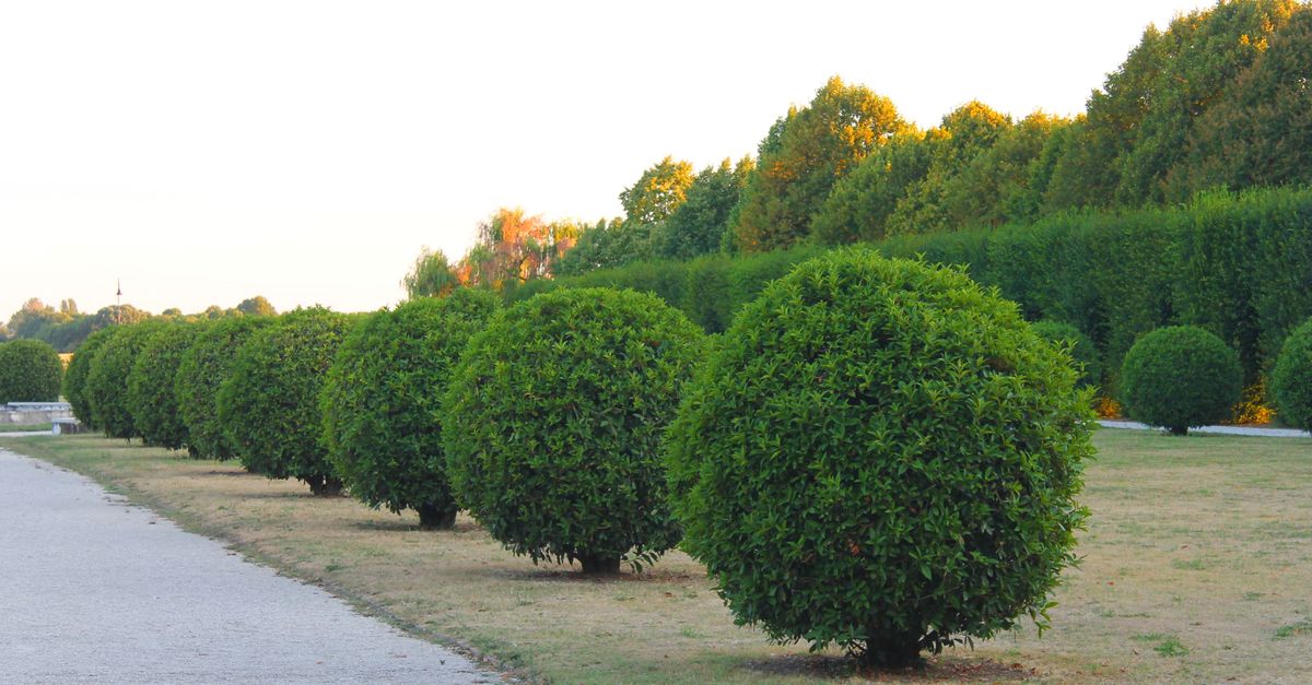 Timing Your Deadwooding for Optimal Tree Aesthetics
