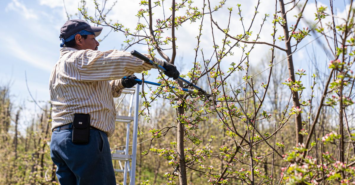 Tools for Effective Hazard Identification in Tree Maintenance