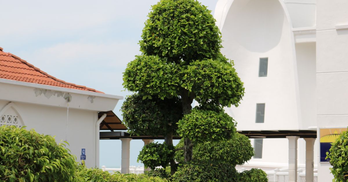 Tools of the Trade: Best Practices for Pruning with Precision