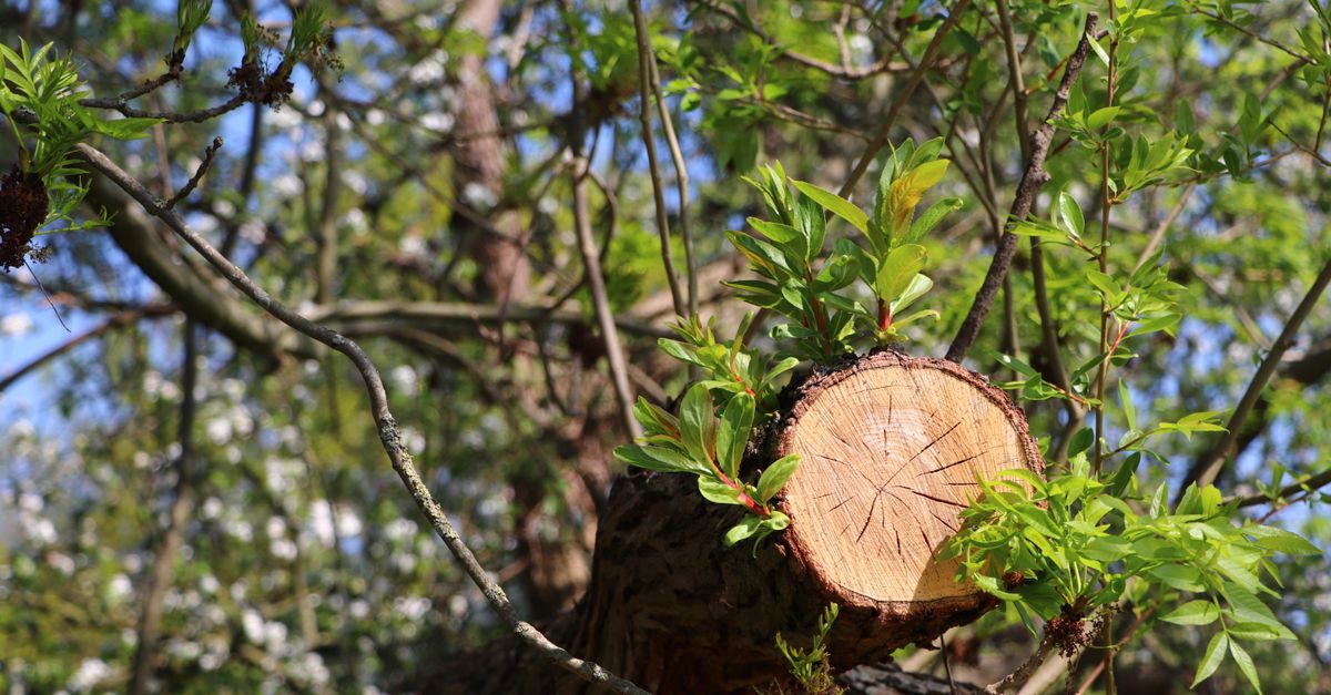 Top Chainsaw Brands Recommended for Tree Trimming in Melbourne