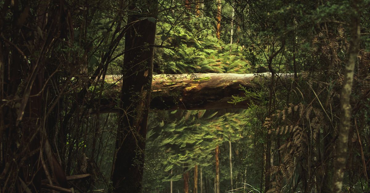 Top Features to Look for in a Pole Saw