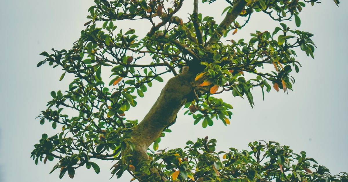 Understanding the Best Practices for Crown Reduction in Melbournes Indigenous Plants