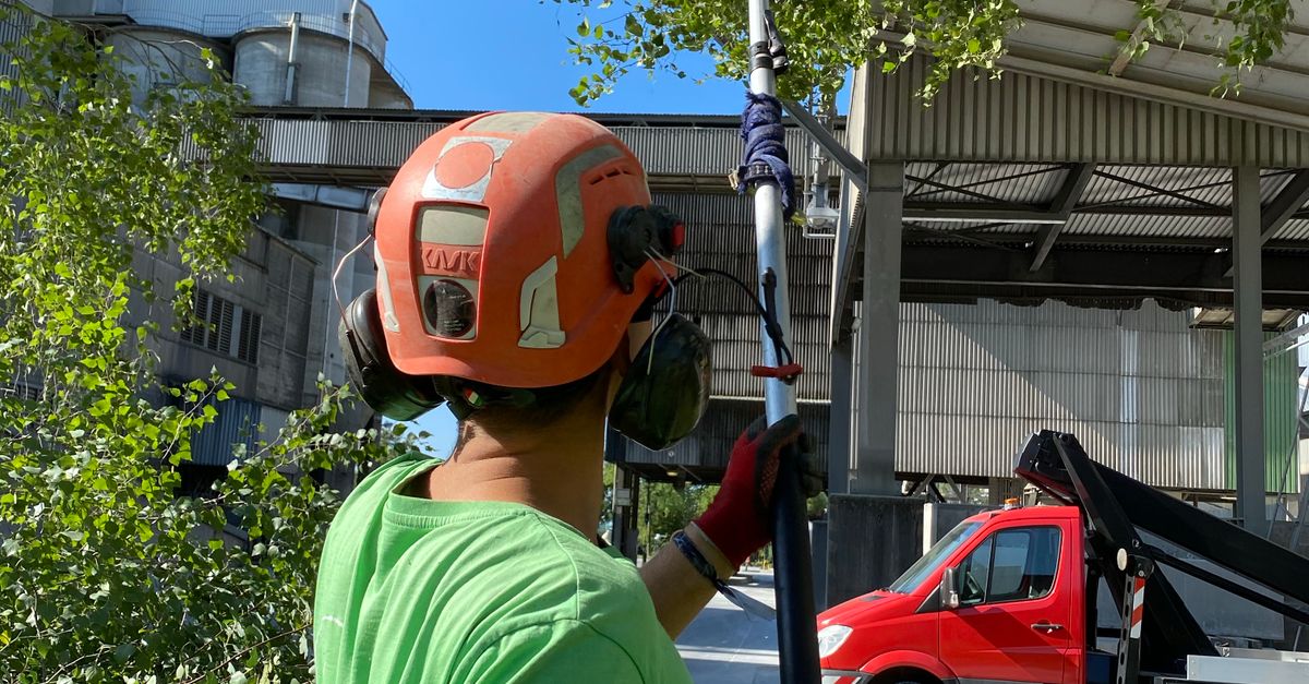 Understanding the Importance of Deadwooding in Tree Health Care