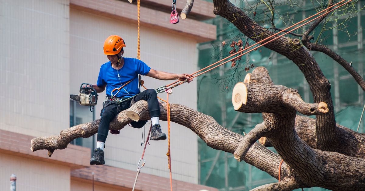 Understanding the Role of High-Visibility Clothing in Tree Care